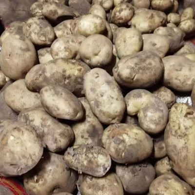 升鑫种植农民专业合作社 土豆批 发价 格 马铃薯产地直发 好吃不贵