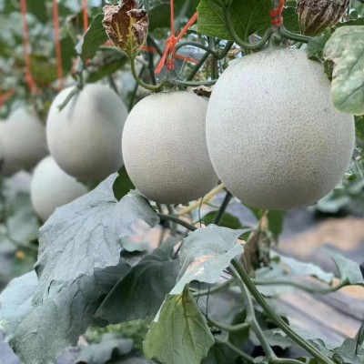 山东海阳网纹瓜玫珑蜜瓜脆甜多汁4.5-5斤2个装坏果包赔一件代发图3