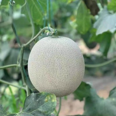 山东海阳网纹瓜玫珑蜜瓜脆甜多汁4.5-5斤2个装坏果包赔一件代发图2
