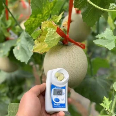 山东海阳网纹瓜玫珑蜜瓜脆甜多汁4.5-5斤2个装坏果包赔一件代发图4