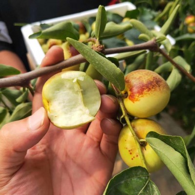 正宗山东沾化冬枣脆甜鲜枣当季新鲜脆枣现摘沾化冬枣3-5斤一件代图2