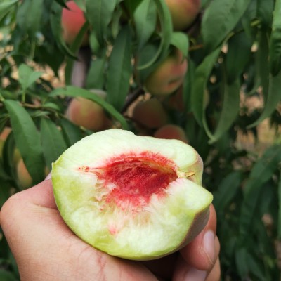 山东青州蜜桃离核桃子硬吃脆甜软吃蜜甜小蜜桃冬桃一件代发图3