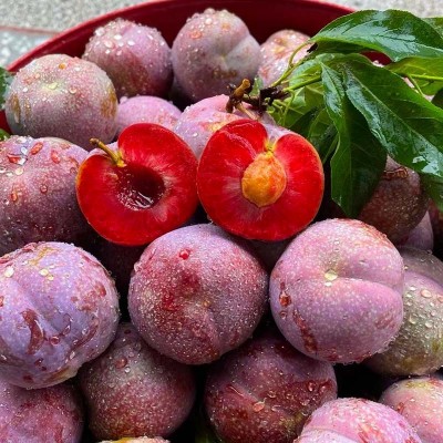 钱排三华李子新鲜现摘特大钱排三华李红心青甜脆李图3