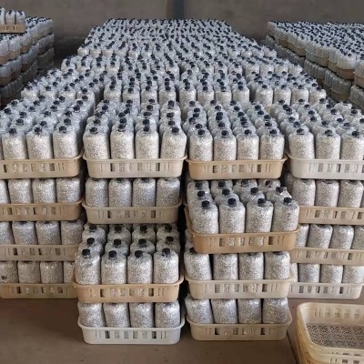 厂家直供质优黑皮鸡枞菌棒菌包菌种量大从优质量保障  10000个图3