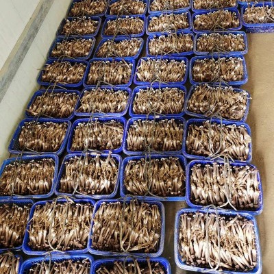 供应批发大量黑皮鸡枞菌包家庭食用菌黑皮鸡枞菌菌包菌棒图3