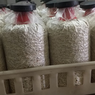 供应批发大量黑皮鸡枞菌包家庭食用菌黑皮鸡枞菌菌包菌棒图4