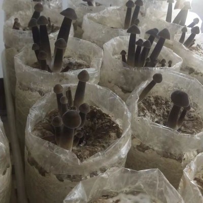 供应批发大量黑皮鸡枞菌包家庭食用菌黑皮鸡枞菌菌包菌棒图5