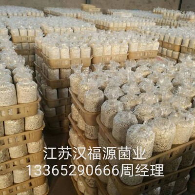 厂家批发大量黑皮鸡枞菌种种植包黑鸡枞菌包菌棒图4