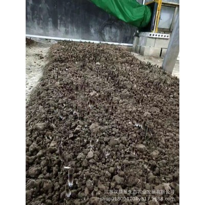 厂家批发大量黑皮鸡枞菌种种植包黑鸡枞菌包菌棒图5