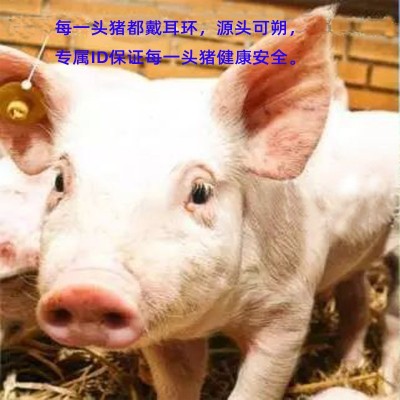 丹麦皇冠去皮挑骨五花肉进口冷冻猪肉胸腹肉韩式烤肉日式火锅食材   10千克图5
