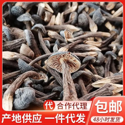 云南特产黑皮鸡枞干货2斤 食用菌菇小黑鸡枞 食用农产品一件代发