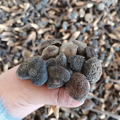 云南特产黑皮鸡枞干货2斤 食用菌菇小黑鸡枞 食用农产品一件代发图2