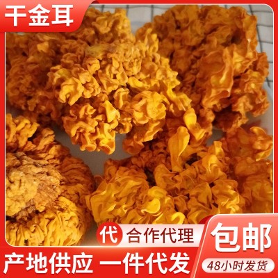 干金耳新货云南金耳2斤 干货金耳菌批发 木耳黄耳脑耳产地供应