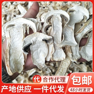 云南特产球盖菇干货2斤 雪山松茸 赤松茸干片 菌菇 特产农产品