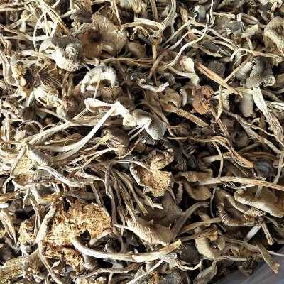 云南特产鸡枞菌1000g 蘑菇菌干货散装零售批发一件代发图5