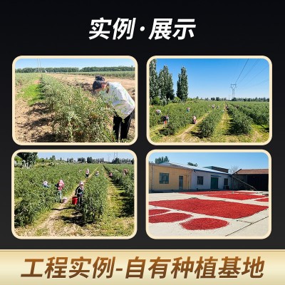 宁夏红枸杞子特优级500g袋装箱头茬大颗粒中宁枸杞280粒批发新货图4