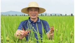 强国看农业｜稻在水中长 鱼绕稻间游