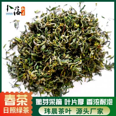 2023 早春 春茶 卜落新芽日照绿茶春茶 一牙一叶日照绿色生态茶叶图2