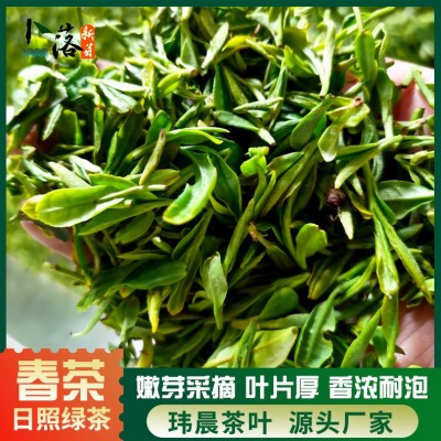 2023 早春 春茶 卜落新芽日照绿茶春茶 一牙一叶日照绿色生态茶叶