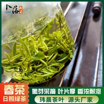 2023 早春 春茶 卜落新芽日照绿茶春茶 一牙一叶日照绿色生态茶叶图3