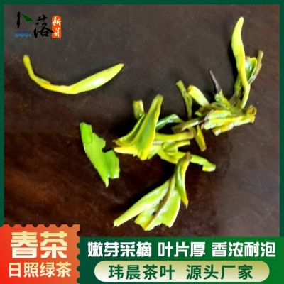 2023 早春 春茶 卜落新芽日照绿茶春茶 一牙一叶日照绿色生态茶叶图4