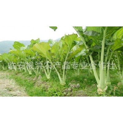 23年天目乡味农产品杭州临安特产梅干菜散装脱水蔬菜 腌菜干货图5
