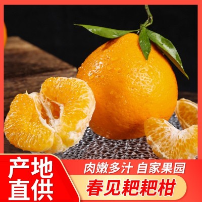 酵素四川耙耙柑春见现摘新鲜不知火丑橘健康精品水果礼盒一件代发图3