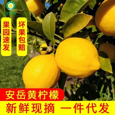 安岳青变黄柠檬 123级果园果产地直销带箱称重 坏果包赔厂家批发