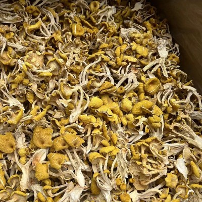 云南特产鸡油菌干蘑菇鸡油菌黄丝菌食用菌榆黄菇干货厂家直销图4