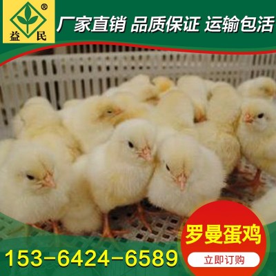 厂家销售 产蛋鸡苗 粉壳蛋鸡苗 海兰灰蛋鸡苗 罗曼灰产蛋量高图4