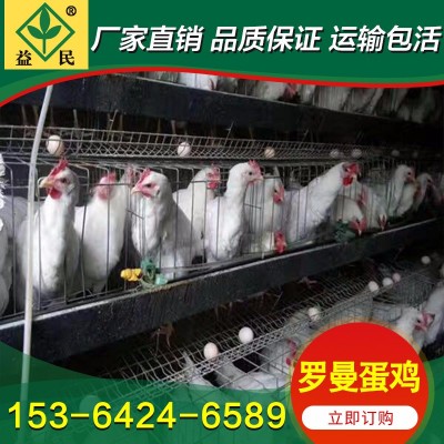 厂家销售 产蛋鸡苗 粉壳蛋鸡苗 海兰灰蛋鸡苗 罗曼灰产蛋量高图2