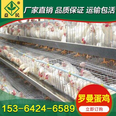 厂家销售 产蛋鸡苗 粉壳蛋鸡苗 海兰灰蛋鸡苗 罗曼灰产蛋量高图3