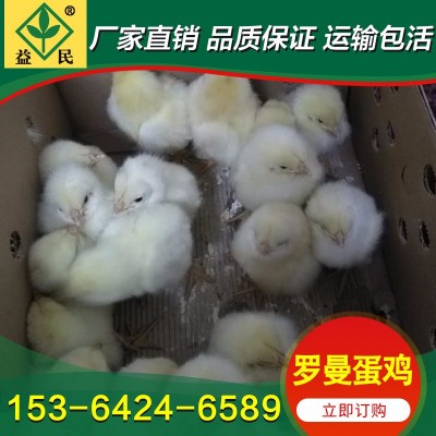 厂家销售 产蛋鸡苗 粉壳蛋鸡苗 海兰灰蛋鸡苗 罗曼灰产蛋量高图5