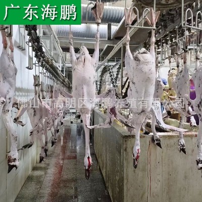 广东清远黑棕鹅正宗烧腊烧鹅原材料新鲜鹅肉棚鹅光鹅做醉鹅乌鬃鹅图3