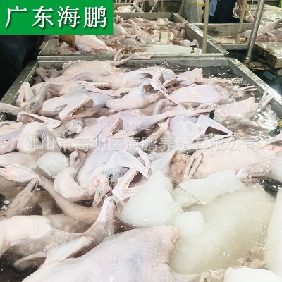 广东清远黑棕鹅正宗烧腊烧鹅原材料新鲜鹅肉棚鹅光鹅做醉鹅乌鬃鹅图4