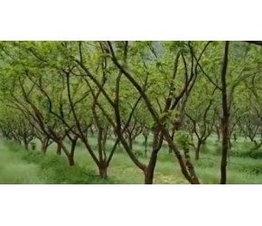 桑葚的一生｜现代农业种植和收获桑葚