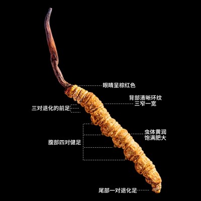 西藏那曲虫草批发干货 头期滋补品源头特产冬虫夏草新鲜虫草图2