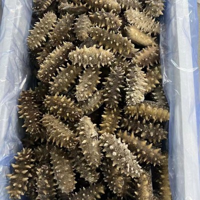 现货批发工厂直营 大连鲜食海参批发 肉厚刺好可吨起对接酒店图2