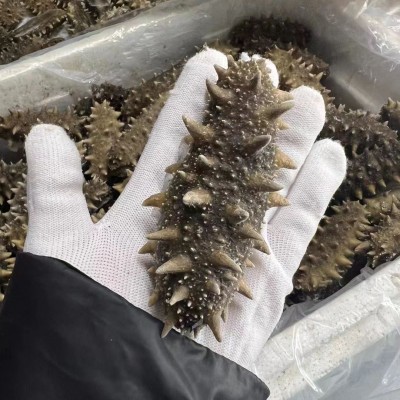 现货批发工厂直营 大连鲜食海参批发 肉厚刺好可吨起对接酒店图4