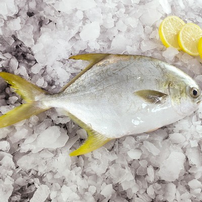 16元/斤冷冻金鲳鱼整鱼厂家直销 海鲜鱼类水产品批发湛江水产