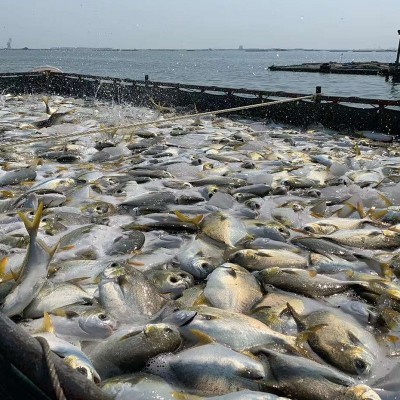 16元/斤冷冻金鲳鱼整鱼厂家直销 海鲜鱼类水产品批发湛江水产图5