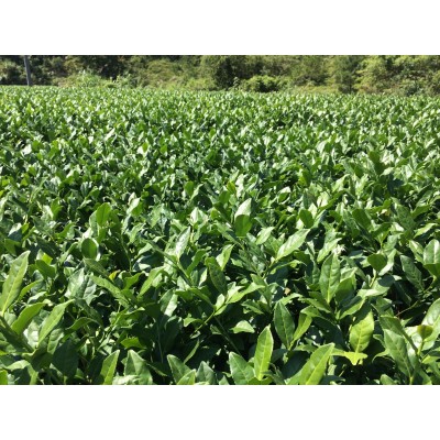 安溪铁观音茶叶高山乌龙茶奶茶原料散装批发乌龙茶原料图4