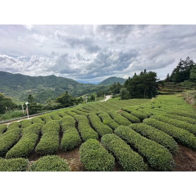 安溪铁观音茶叶高山乌龙茶奶茶原料散装批发乌龙茶原料图6