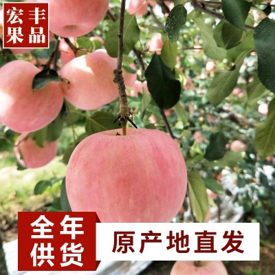 23秋新果秋红富士苹果水果礼盒装脆甜正宗山东烟台栖霞新鲜当季整图4