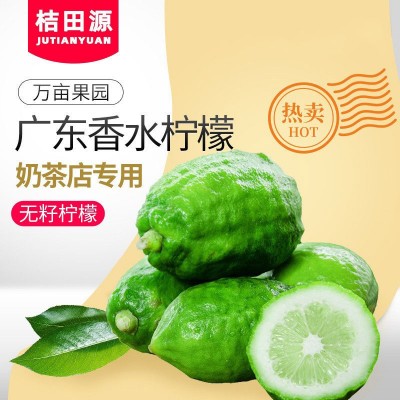广东香水柠檬新鲜现摘无籽奶茶店专用一级青柠檬当季批发包邮整箱