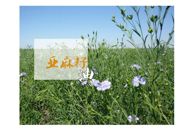 亚麻籽详情 (3).jpg