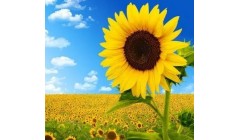 向日葵提取物可助果蔬抑菌保鲜
