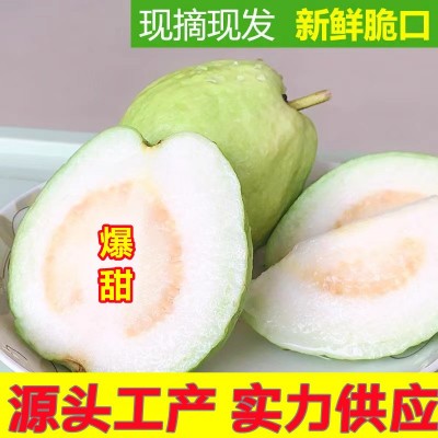 红心白心芭乐番石榴当季新鲜孕妇水果胭脂红脆硬清甜巴乐一件代发