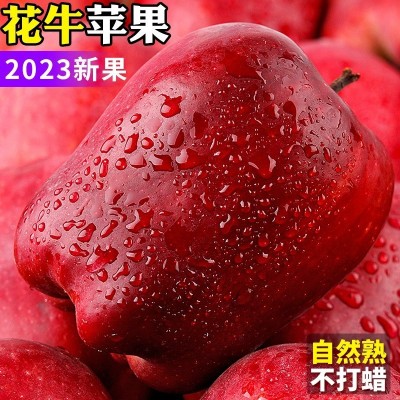 甘肃天水花牛苹果糖心红蛇粉面苹果当季新鲜水果