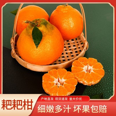 四川中江春见耙耙柑粑粑柑橘子甜当季整箱新鲜水果桔子包邮甜美
